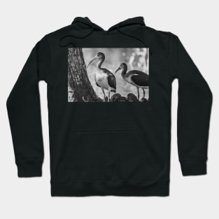 American white ibis in Gatorland black and white Hoodie